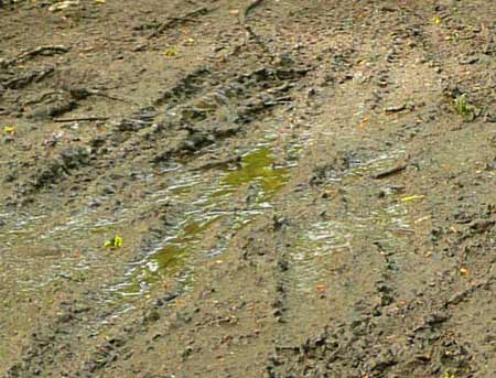 Mud, footpath, cycles and kissing gate